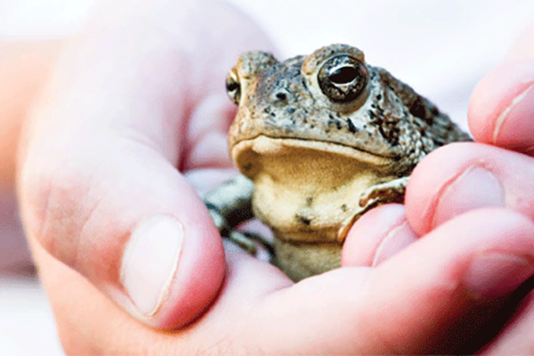 Road Challenge Amphibians